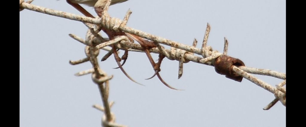 Calandro maggiore (Anthus richardi)